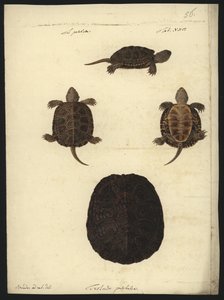 Emys orbicularis, avant 1801 - Friedrich Wilhelm Wunder
